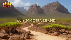 รู้จัก Socotra Island