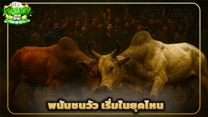 พนันชนวัว เริ่มในยุคไหน