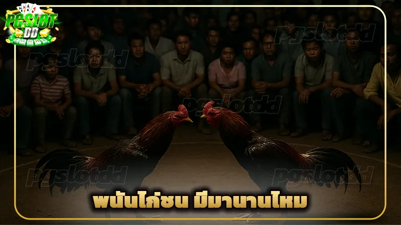 พนันไก่ชน มีมานานไหม